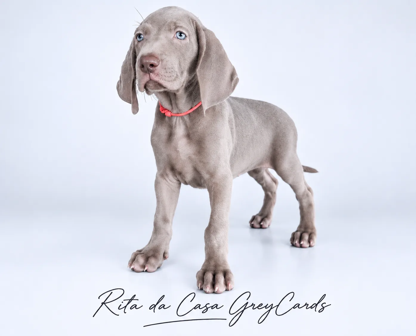 Rita da Casa GreyCards 