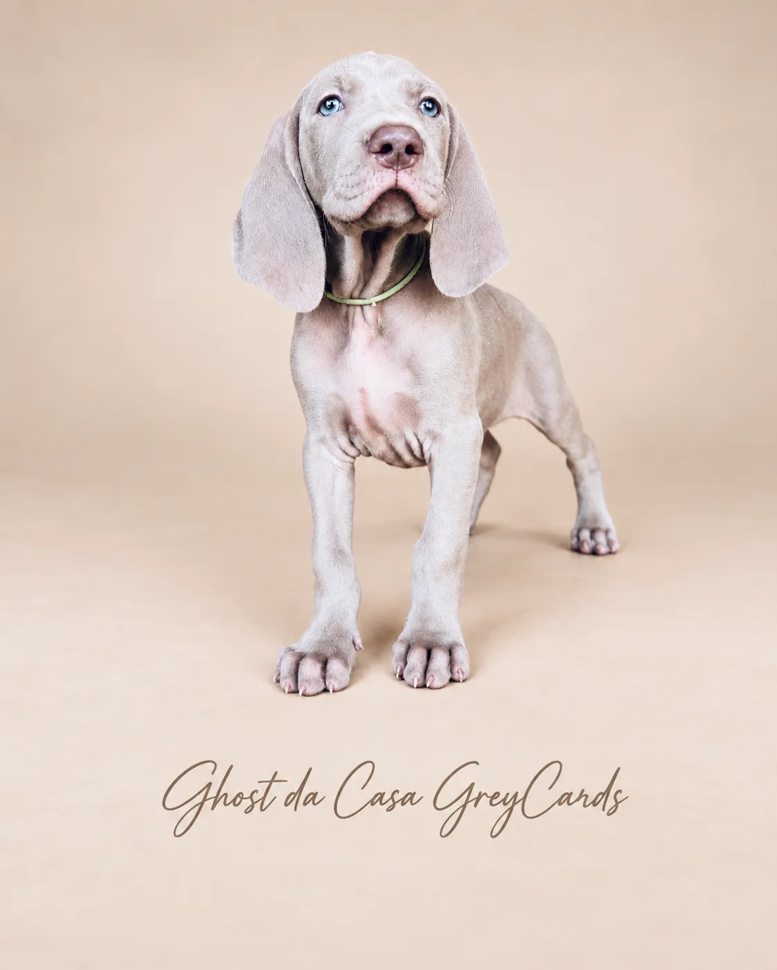 Ghost da casa GreyCards 