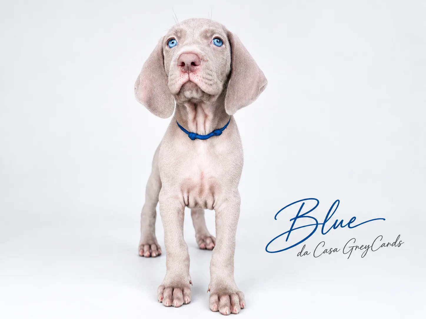 Blue da Casa GreyCards 