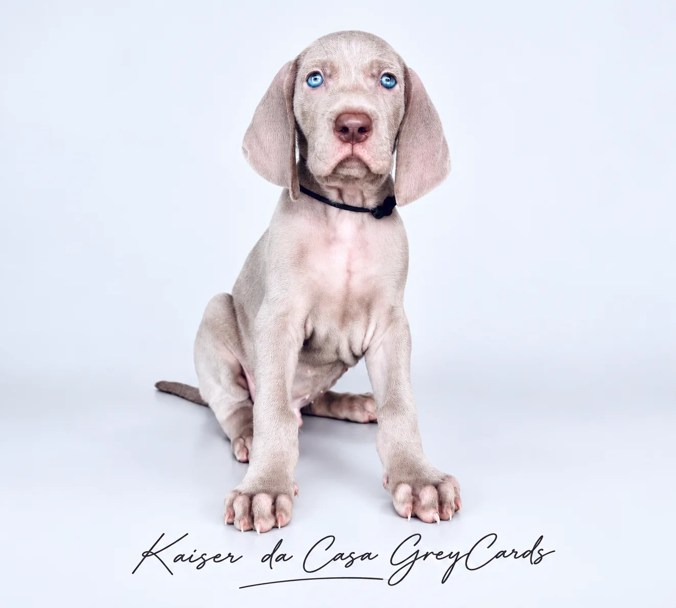 Kaiser da Casa GreyCards 