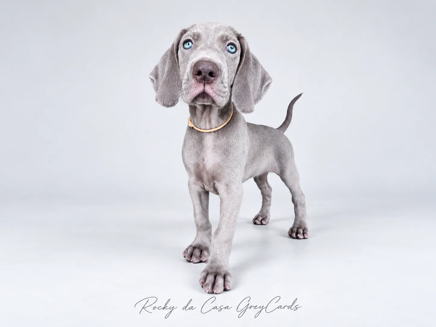 Rocky da Casa GreyCards 
